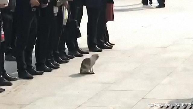 说出来你可能不信, 我们的领班居然是一只猫, 站队都站在第一排