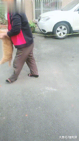 奶奶: 你为什么要逃跑? 橘猫: 我不告诉你! 网友: 估计是想减肥~