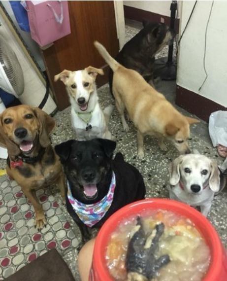 3只汪自主排队喝水超乖巧, 妈妈看傻又好笑: 旁边还有1盆水