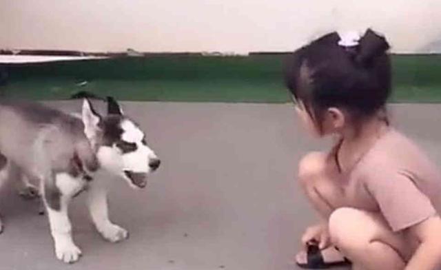 哈士奇和熊孩子互怼, 主人很头疼, 二哈: 我吵架就没输过!