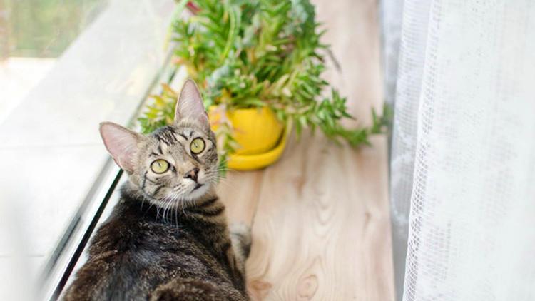 猫咪其实会偷偷溜出门, 别说你不知道!