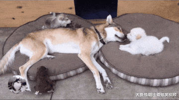 哈士奇跟狼犬生了孩子, 奶狗长得却像土狗, 狼犬: 不想管了