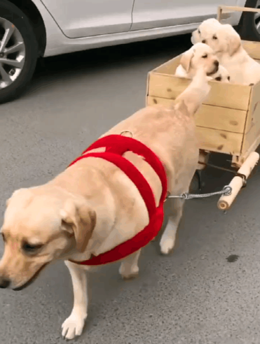 拉拉被主人批评, 拉车带着狗崽们离家出走, 还拐走了斗牛的男朋友