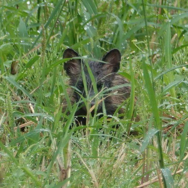 路人从路边草丛捡到五只猫, 兽医却说这是狗狗, 最终两人都被打脸