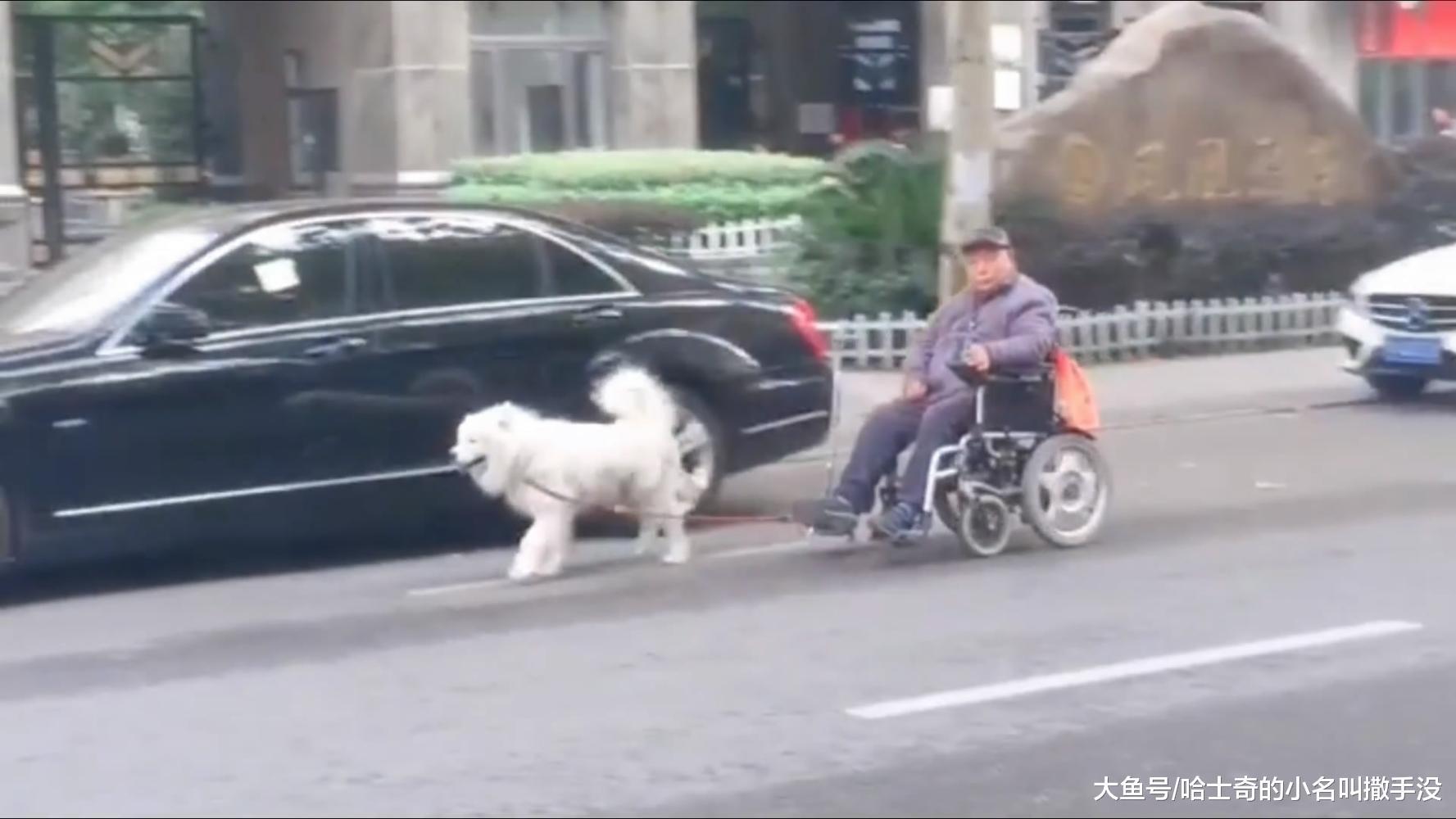 中国版的忠犬八公, 狗狗帮老人拉轮椅的时候, 还知道提醒路人避让