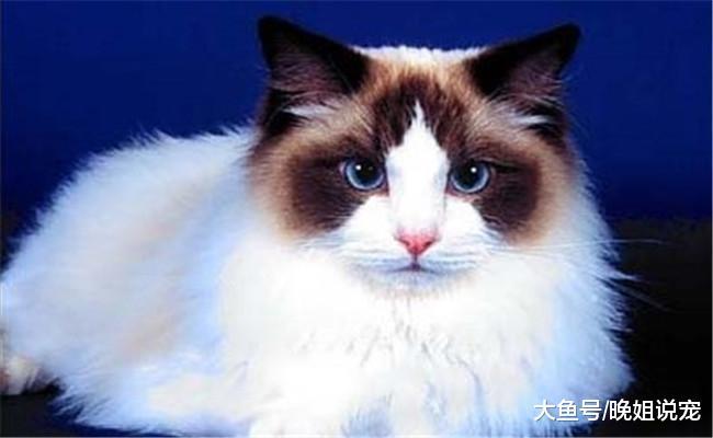 5种宠物猫品种和价格, 折耳猫稍贵, 第三种开销大, 价格高