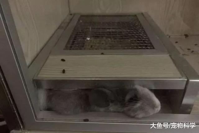 养了龙猫后, 我也能说我是有猫一族