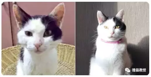 养一只橘猫有多惊喜? 网友捡了一只回家后就完全懂了