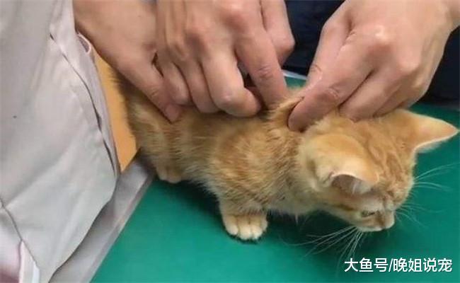 想让猫咪健康又粘人, 就要记住下面5句话, 不然它会远离你