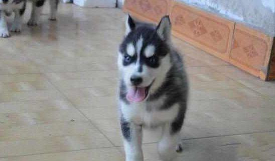 把二哈送给乡下婆婆, 结果婆婆闲太闹腾, 直接拿大锅把二哈炖了