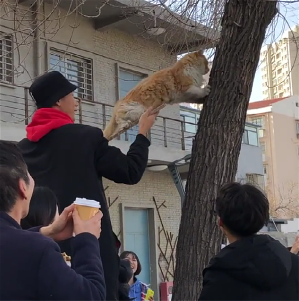 大橘猫爬到树上下不来, 抱着树干焦急喵叫, 好心人的举动暖心了…