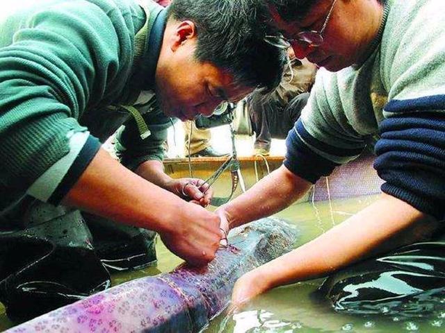 长江白鲟或许已经灭绝, 极危动物野外消失, 科学家正在努力挽回!