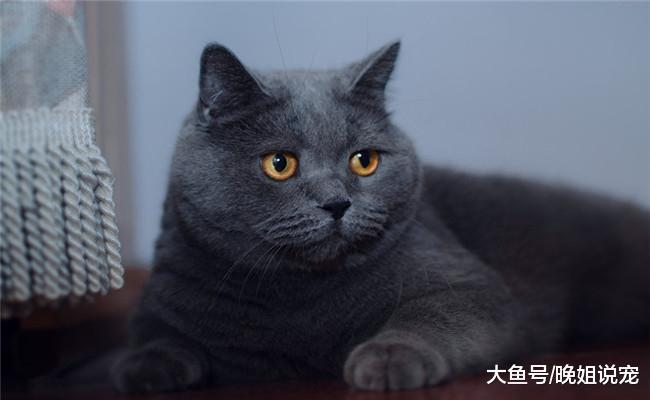 五种最受欢迎的猫咪, 橘猫在内, 第五种在国内不受欢迎
