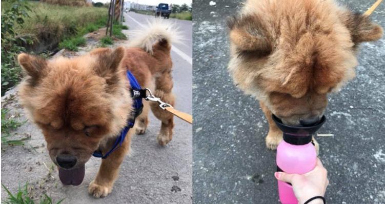 暖女救松狮犬忍痛被咬, 走失半个月后见到爸爸时秒扑怀里撒娇