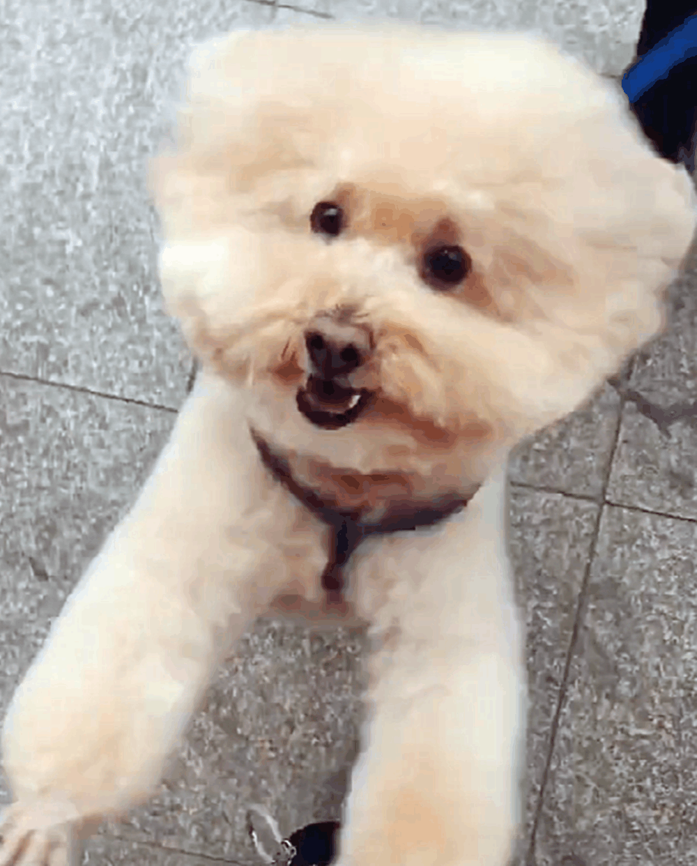 主人外出半年回家, 朋友带泰迪去迎接, 狗子兴奋地欢蹦乱跳……