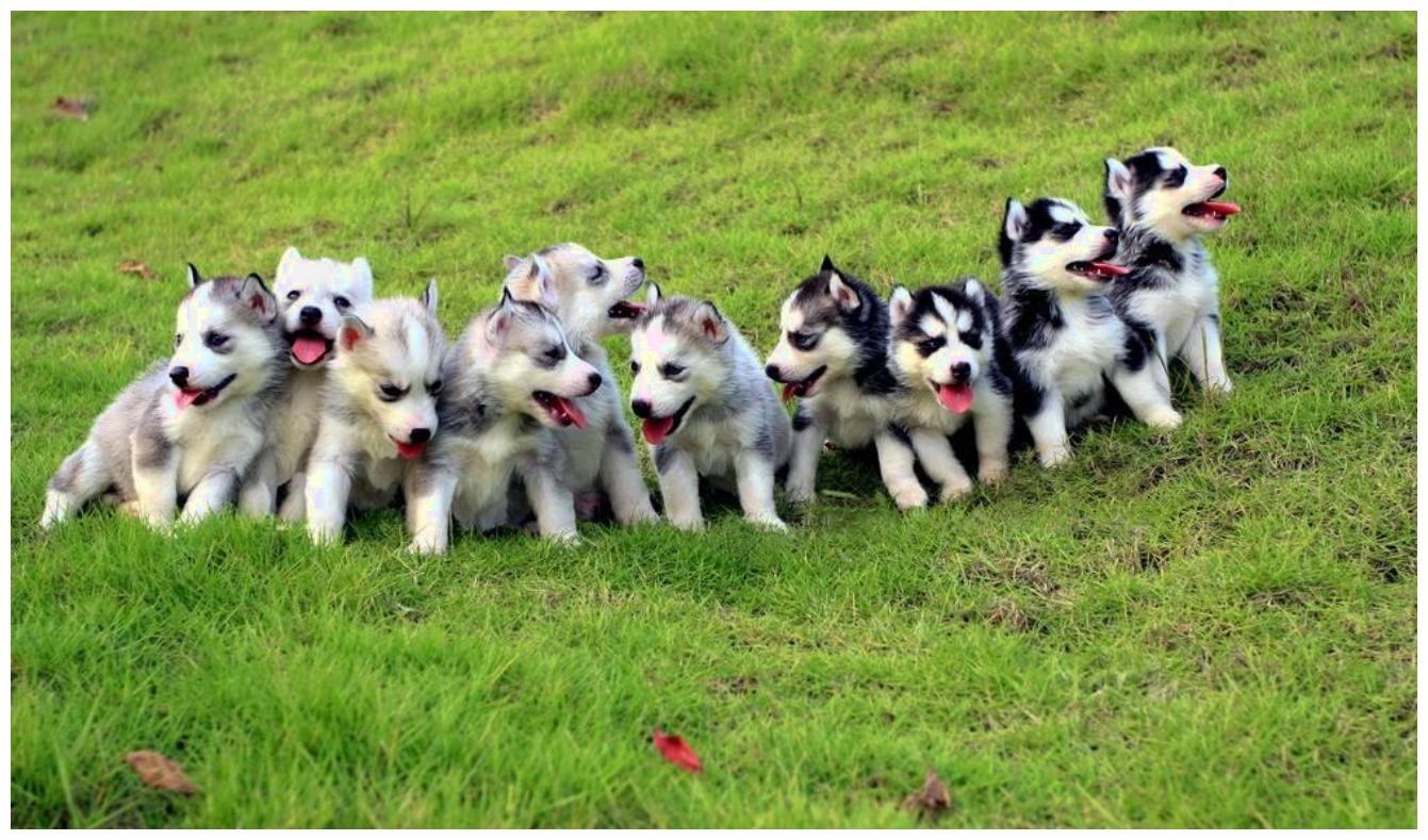 哈士奇的一窝小崽, 其中一只很《生活大爆炸》谢耳朵: 我要专座