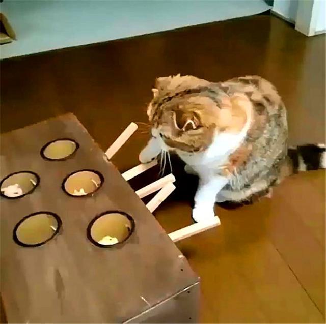 小猫在地鼠机里找老鼠, 可每次松脚都抓不到, 这让猫咪很崩溃!
