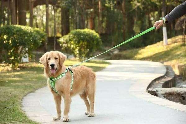 史上最严格养犬管理条例, 7点到22点禁止遛狗, 狗狗要变夜行生物