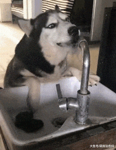 哈士奇学会了开水龙头喝水, 但并不知道关上, 浪费多少水费钱啊!