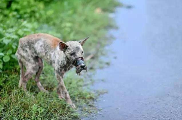 这5大狗狗, 已被宠物店列入“黑名单”, 进去了也被请出来!