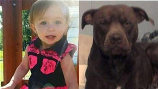 1岁女童被比特犬咬死, 这招可以让狗狗松口, 但最好别养这种狗