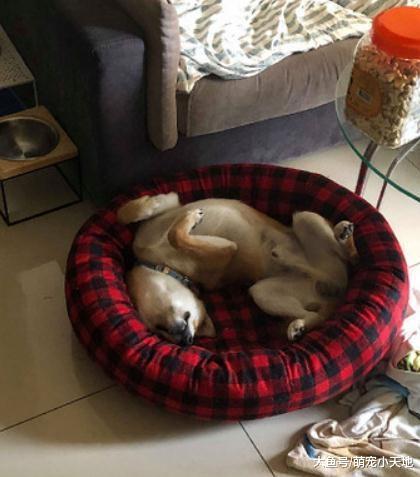 聚宝盆招柴柴! 调皮汪狂喝滚动喷泉, 难怪每天都要加水