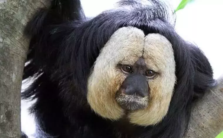 ?自然界有很多长的很随便的动物, 丝毫不注意自己的颜值