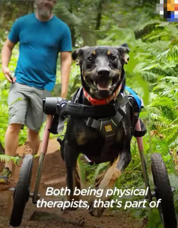 在领养人的帮助下, 后腿残疾的狗狗重新开始奔跑, 爱能治愈一切!