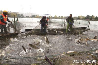大学校园里捞起6000多斤鱼 全校同学免费吃三天!
