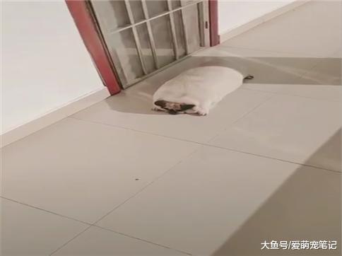 养了一只巴哥犬, 半年时间吃成了猪样, 网友: 为了迎接猪年, 好拼