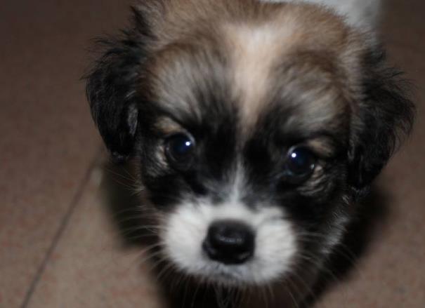 流浪小狗眼睛湿漉漉的, 委屈的看着路人, 女孩把它抱回家