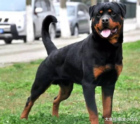 说罗威纳犬难养的, 却不知道有这些好处, 养了没后悔过!