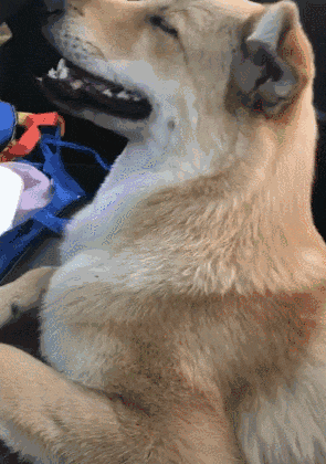 谁说土狗土了? 那你是没见过这样子的它们!