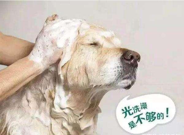 如果你在家这样给狗狗驱虫, 身体好才怪呢?