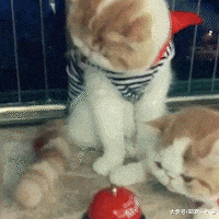 为了训练狗狗们不翻垃圾桶, 主人使出了绝招, 狗狗们看完愣住了~