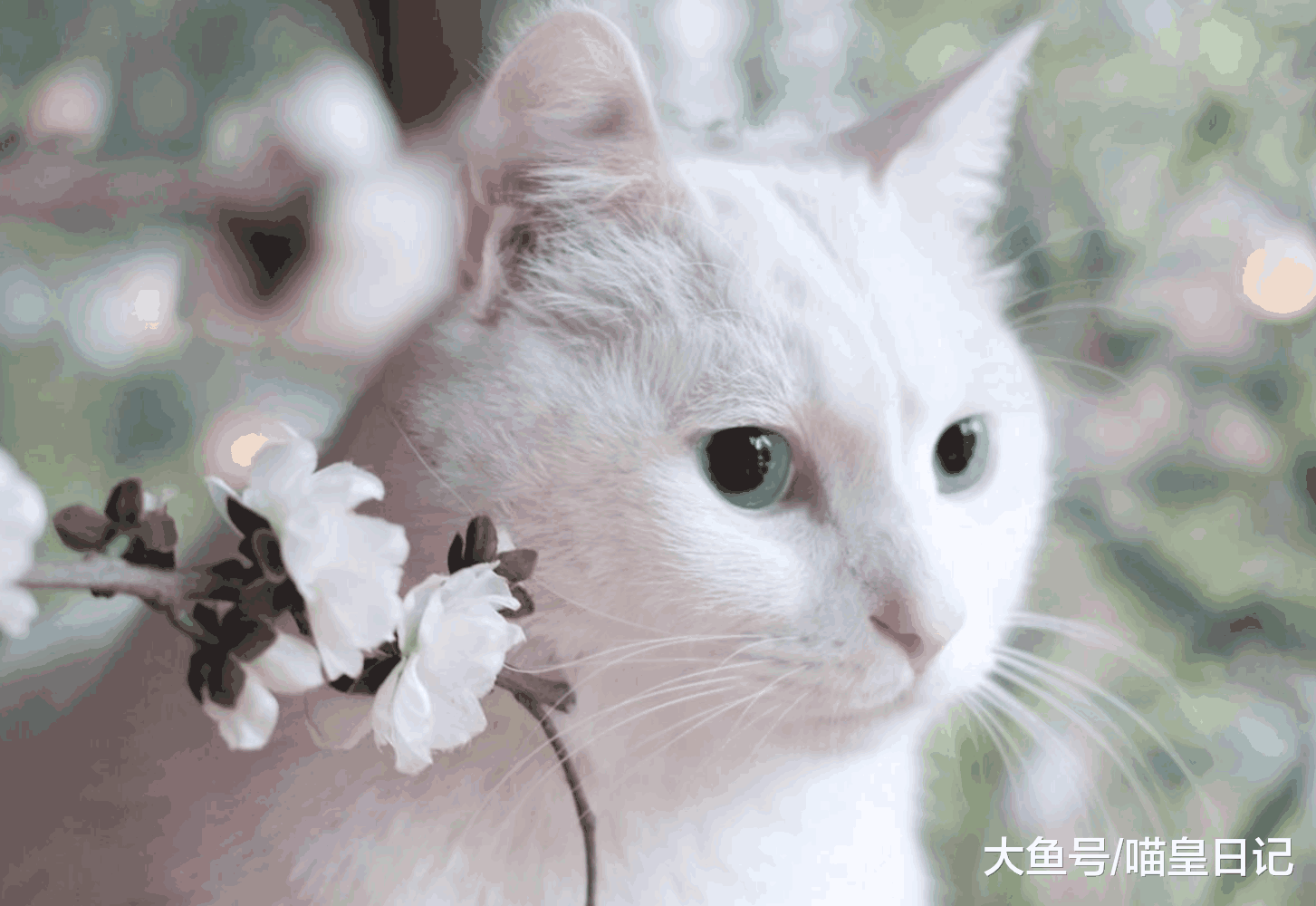 盘点三种最不需要的猫咪用品, 第一名很常见, 第二名太烧钱!