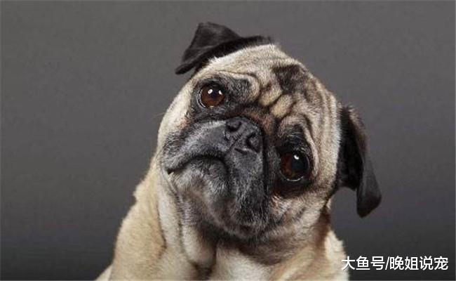 狗狗歪头看你的5个意思, 一种是出于本能, 也可能是想吃好吃的