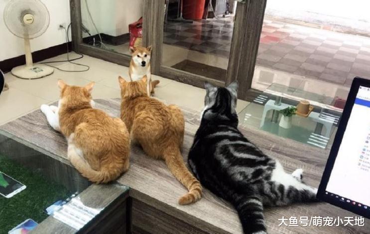 柴犬小弟严肃直视喵老大, 主人笑翻: 最怕空气突然安静
