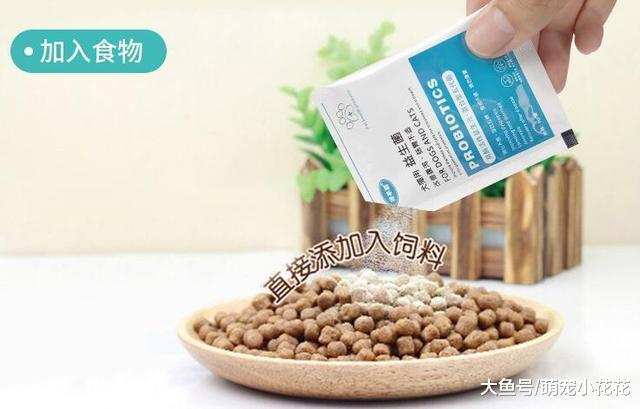 狗狗得了细小怎么办?