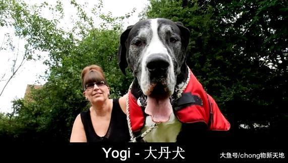 吉尼斯世界纪录中五个最大的狗, 又高又壮看了让人胆寒