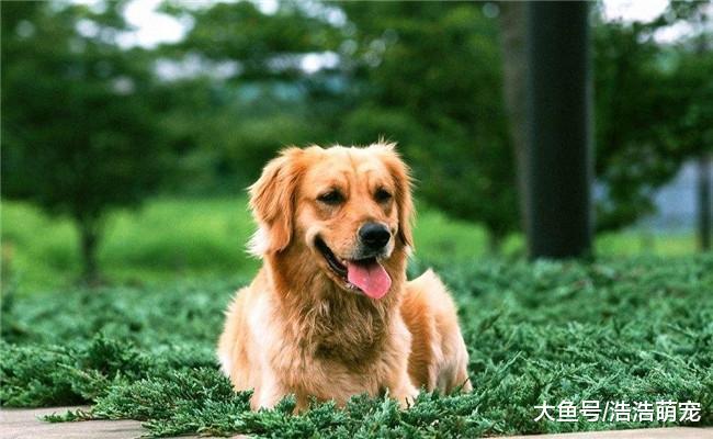 狗狗为啥舔主人? 它想表达的意思有5个, 你能懂吗?