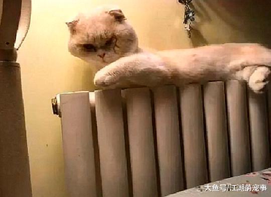 猫咪睡觉起来发现自己的脸睡扁了, 喵: 再拍我就生气了啊!