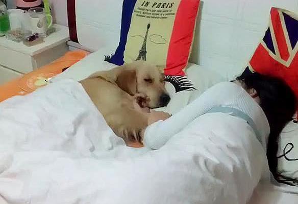 男子下夜班回家, 却撞见金毛睡在自己床上, 男子: 还是睡沙发吧!