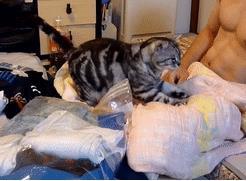 猫咪粘人会有什么反应? 露出肚皮不算啥, 这个举动才最萌