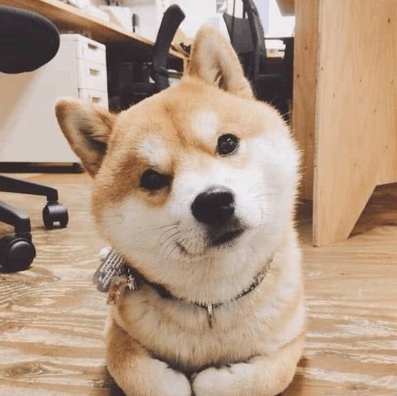 柴犬目睹主人上厕所, 非要跟着学, 它的“尿姿”让全家人都笑喷了