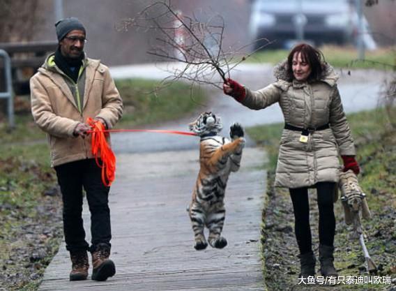 超萌西伯利亚小幼虎惨遭亲妈抛弃, 被收养后变身超爱撒娇的可爱大猫咪!