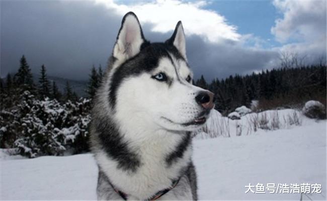 二哈往家里“运雪”, 朋友阻止不听, 一气之下把二哈埋在了雪里