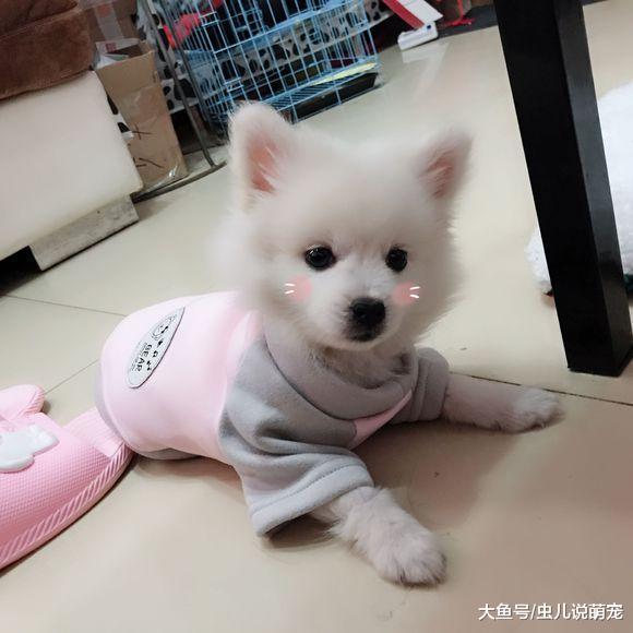 网友家的博美很可爱吧! 它现在已经五个月了……
