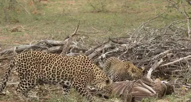 实拍老鹰与黑曼巴蛇混战, 结果却被花豹母子渔翁得利!