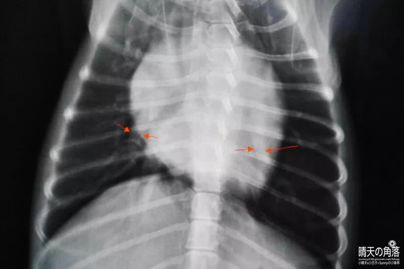大部分确诊心脏病的狗狗, 都是因为主人们误以为它们感冒了